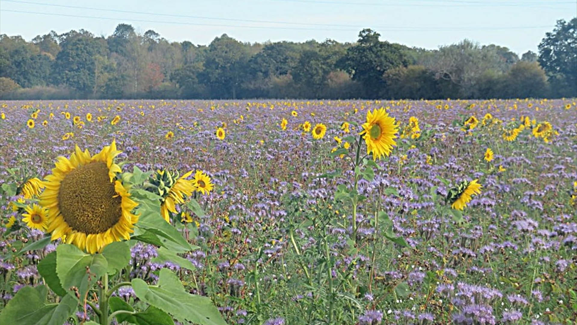 flower-field