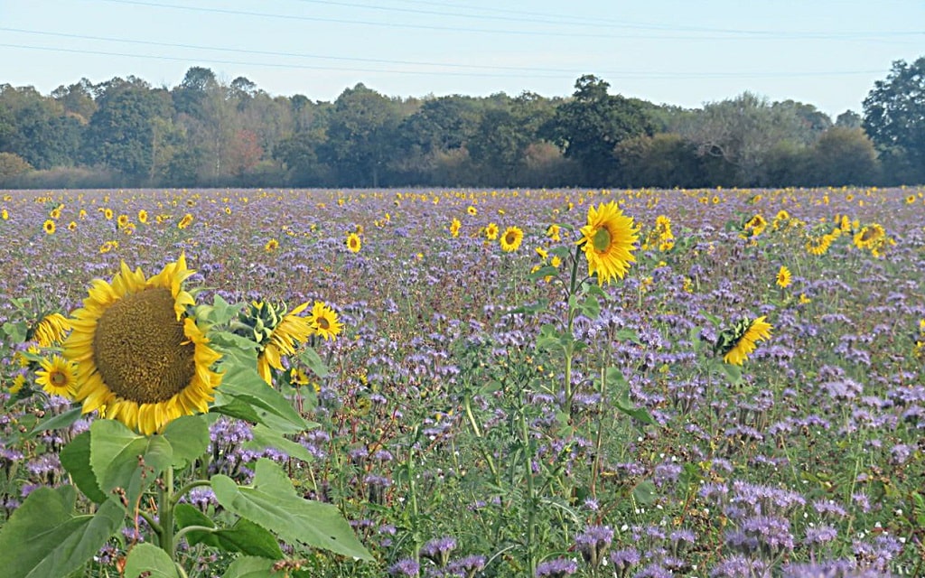 Field with a mix of sunflowers and smaller mauve flowers. There is dense broad-leaved woodland in the background.